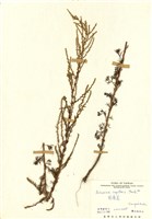 藏品(茵蔯蒿)的圖片